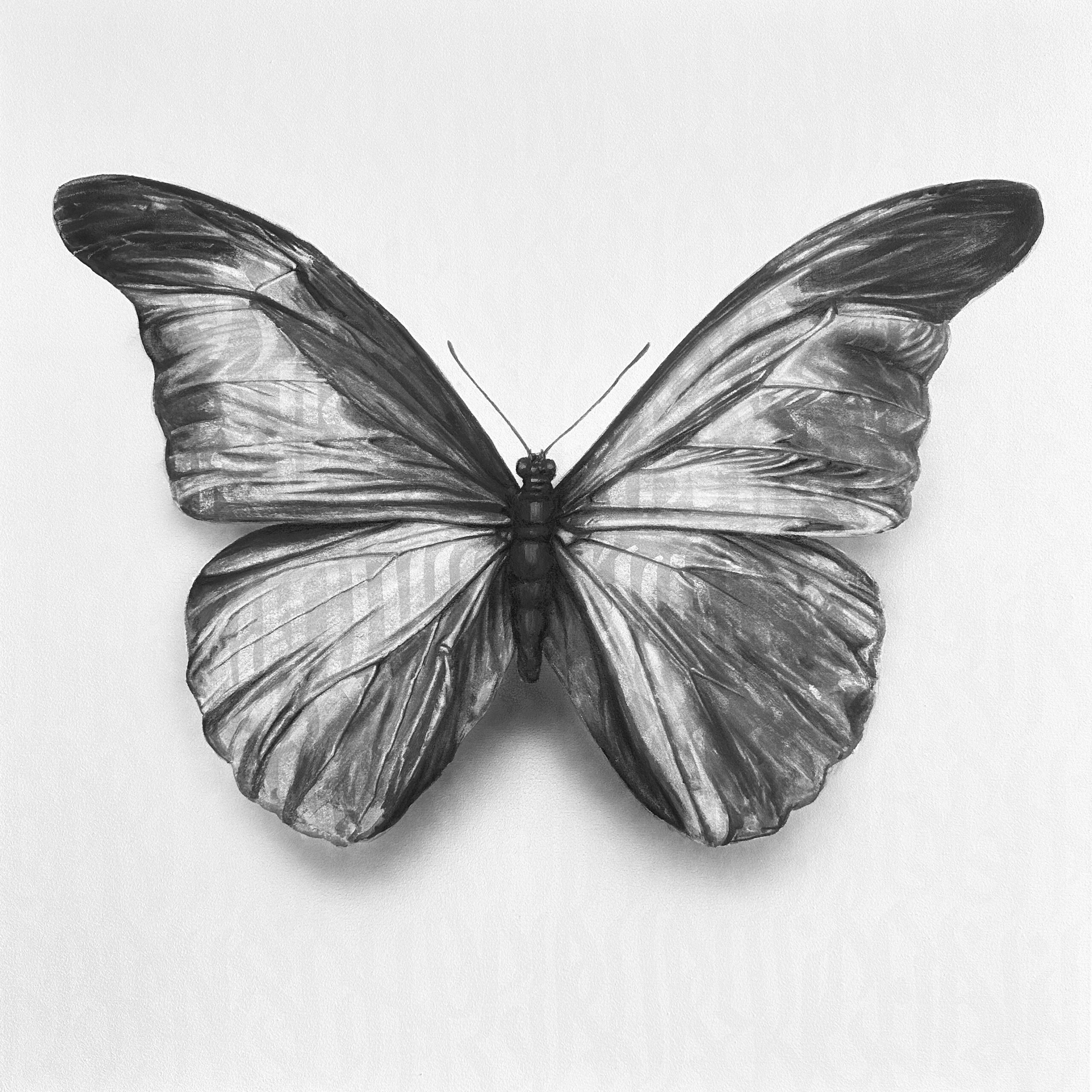 Butterfly - Vierwind